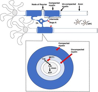 White-Matter Repair as a Novel Therapeutic Target for Early Adversity